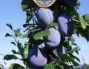 Maocanka plum